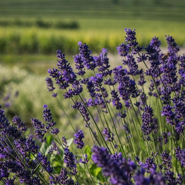 Lavendel-600×600